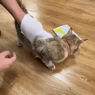 MiauLimp: Luvas Descartáveis para Higienização de Pets