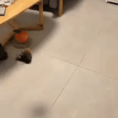 AsaViva! | Pássaro Interativo para Gatos - Diversão e Bem-Estar Miauzinho